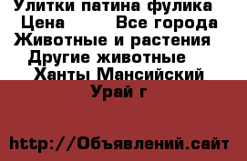 Улитки патина фулика › Цена ­ 10 - Все города Животные и растения » Другие животные   . Ханты-Мансийский,Урай г.